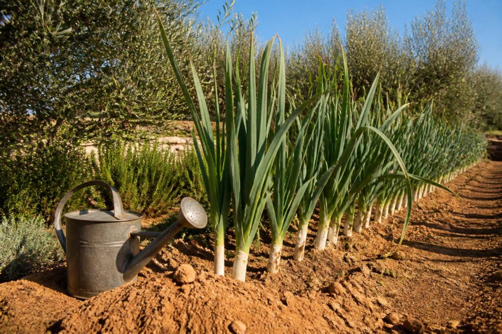 Rangées de poireaux dans un potager ensoleillé