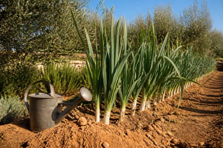Tout savoir sur le poireau : l&rsquo;or vert du potager