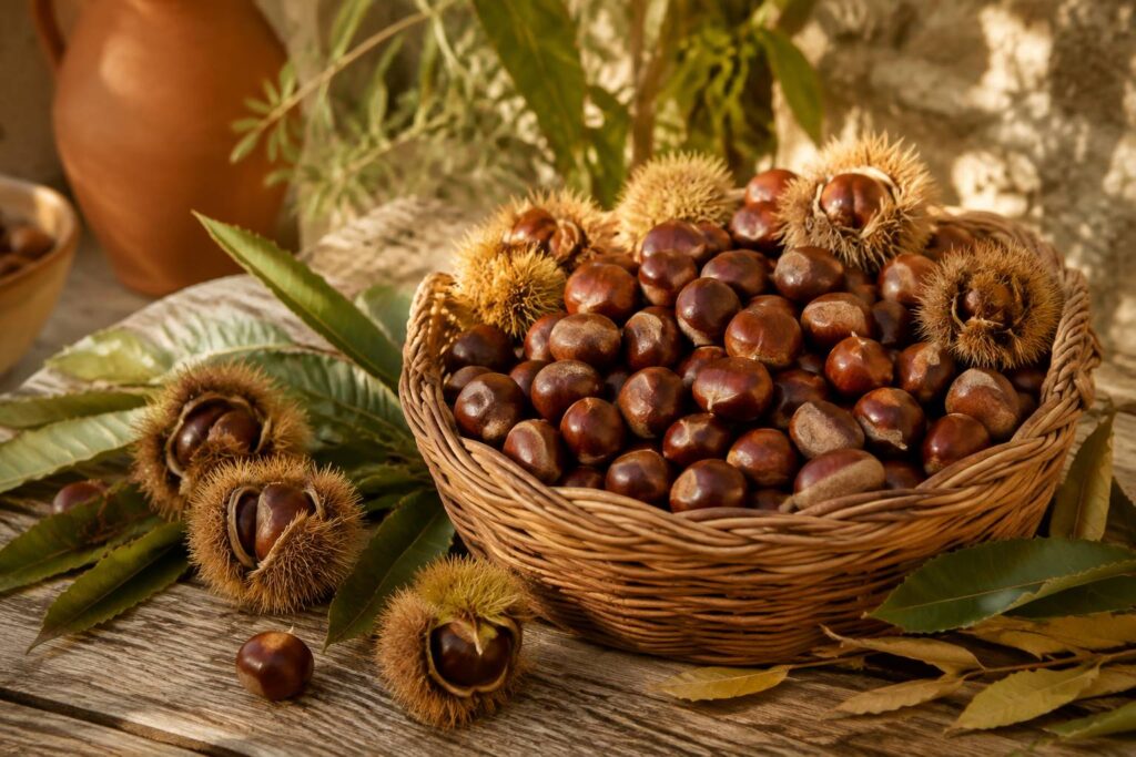 Panier de châtaignes fraîches avec bogues ouvertes et feuilles sur une table de campagne